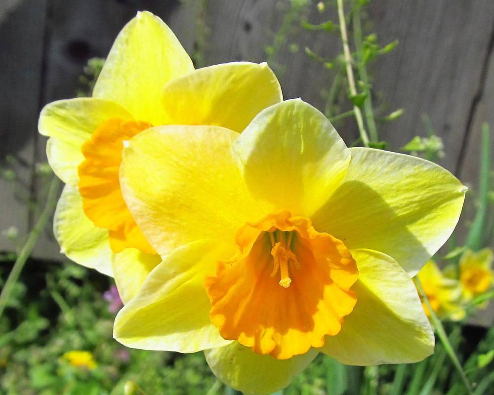 Photo of Jonquilla Daffodil (Narcissus 'Derringer') uploaded by jmorth