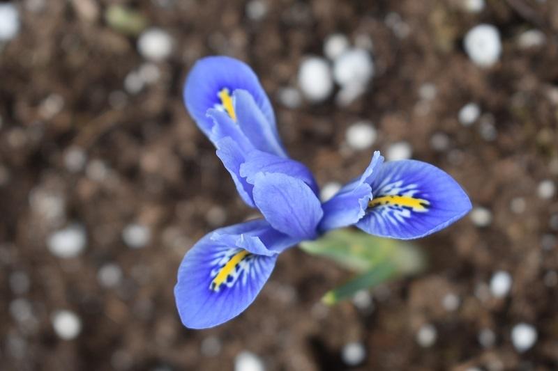 Photo of Reticulated Iris (Iris reticulata 'Alida') uploaded by pixie62560