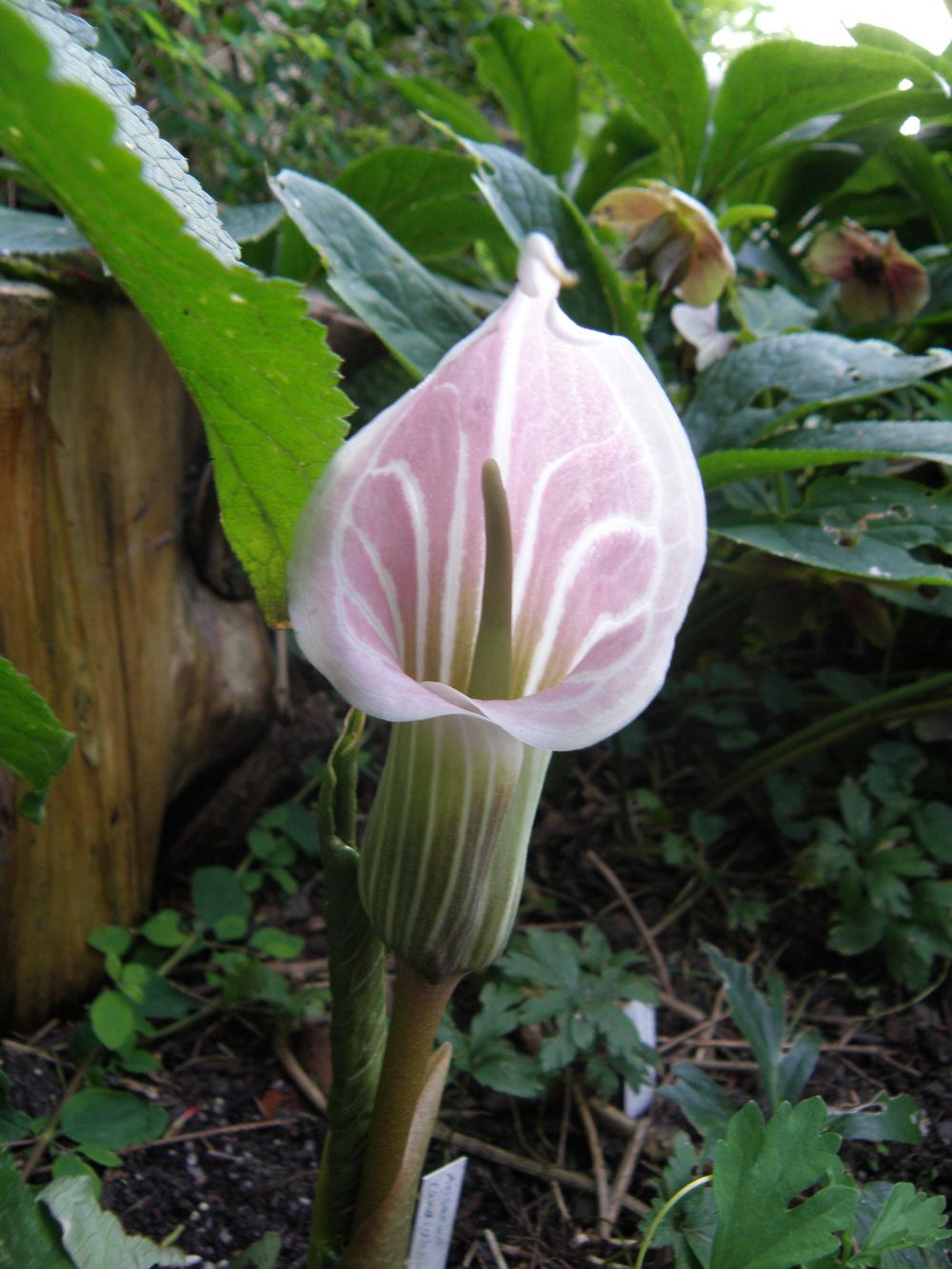 Photo of Striped Cobra Lily (Arisaema candidissimum) uploaded by IrisLilli