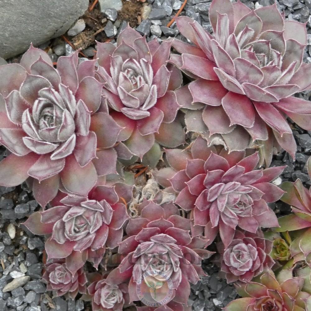 Photo of Hen and Chicks (Sempervivum 'Engle's 13-2') uploaded by Patty