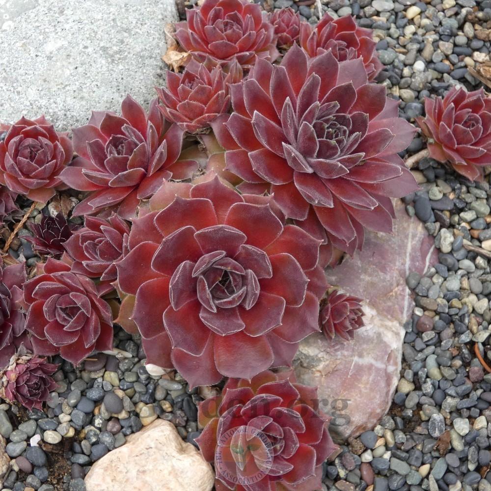 Photo of Hen and Chicks (Sempervivum 'Downland Queen') uploaded by Patty
