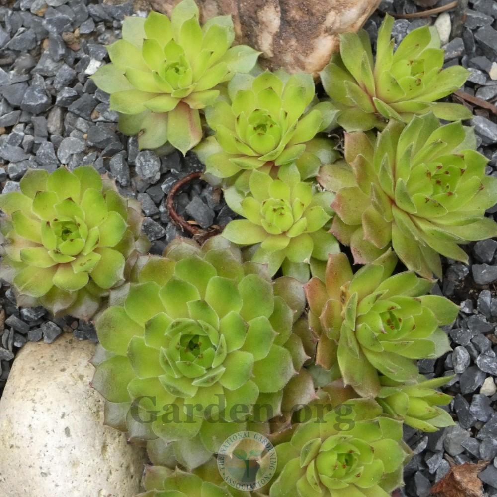 Photo of Hen and Chicks (Sempervivum 'Pacific Hepsport') uploaded by Patty