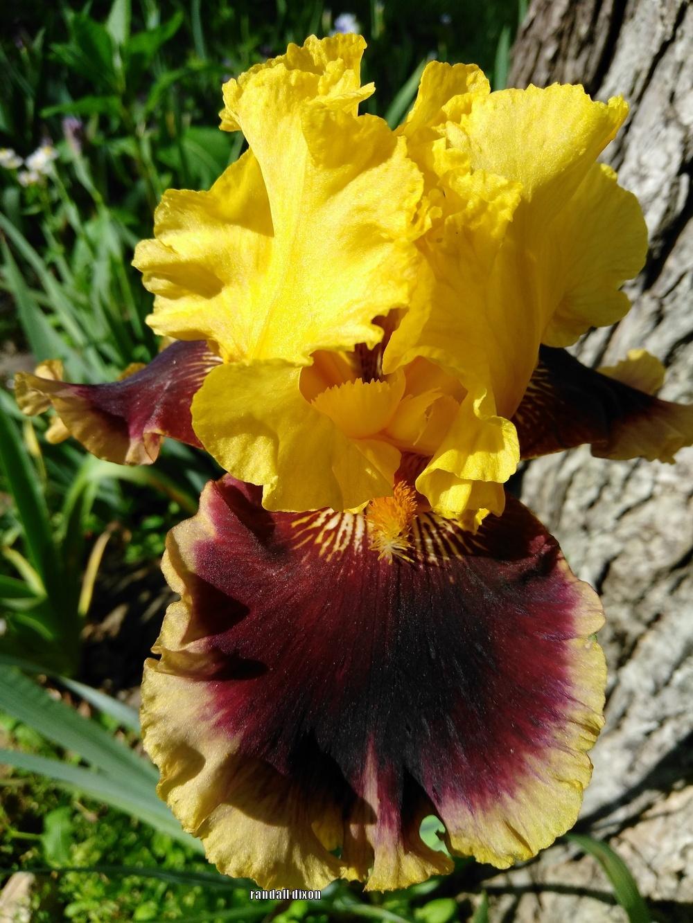 Photo of Tall Bearded Iris (Iris 'Mastery') uploaded by arilbred