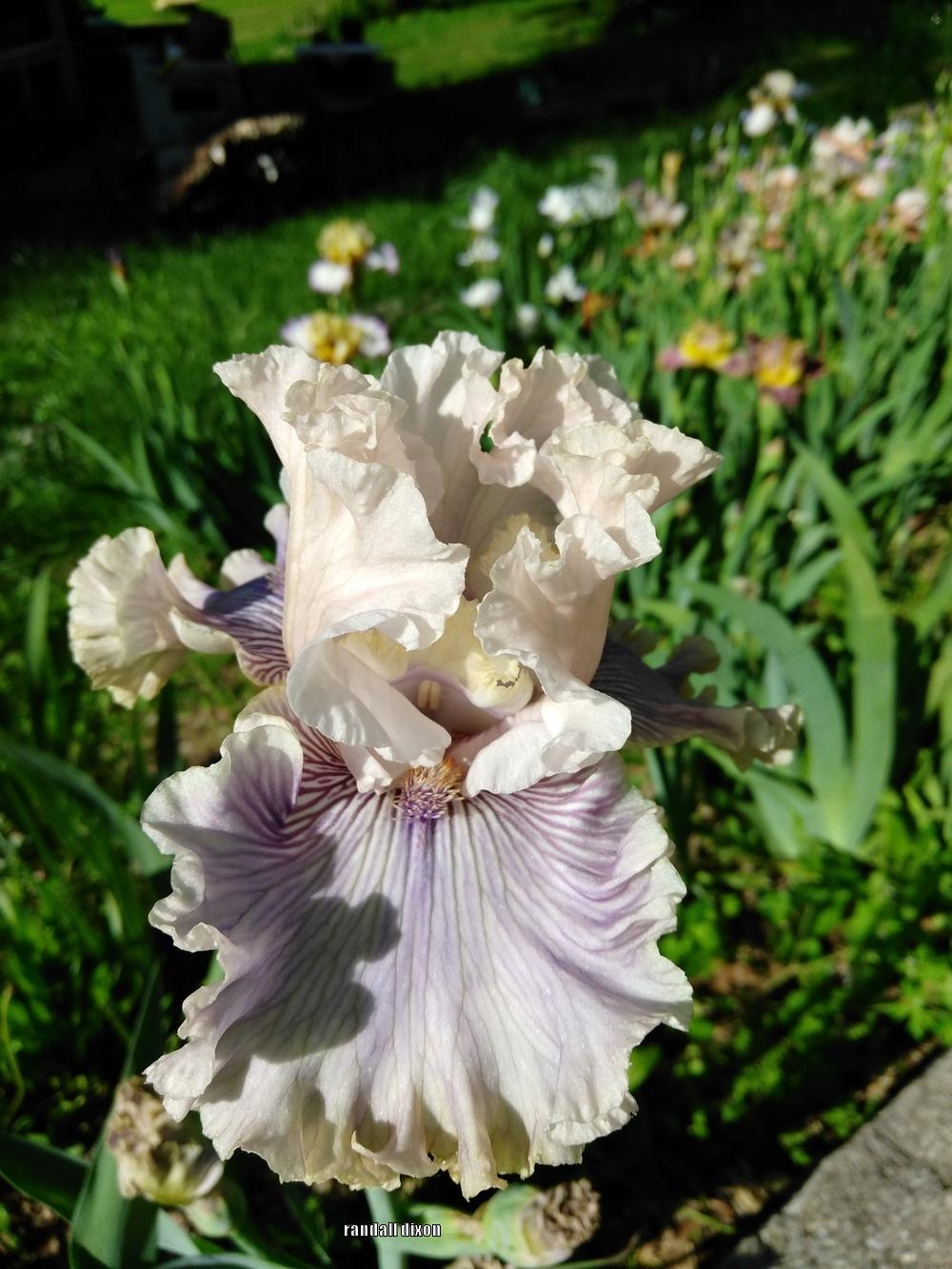 Photo of Tall Bearded Iris (Iris 'Haunted Heart') uploaded by arilbred