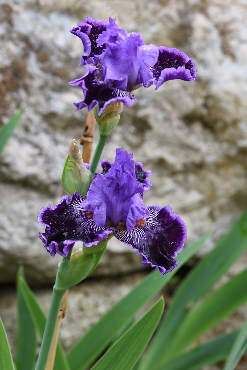Photo of Tall Bearded Iris (Iris 'By Jeeves') uploaded by cliftoncat