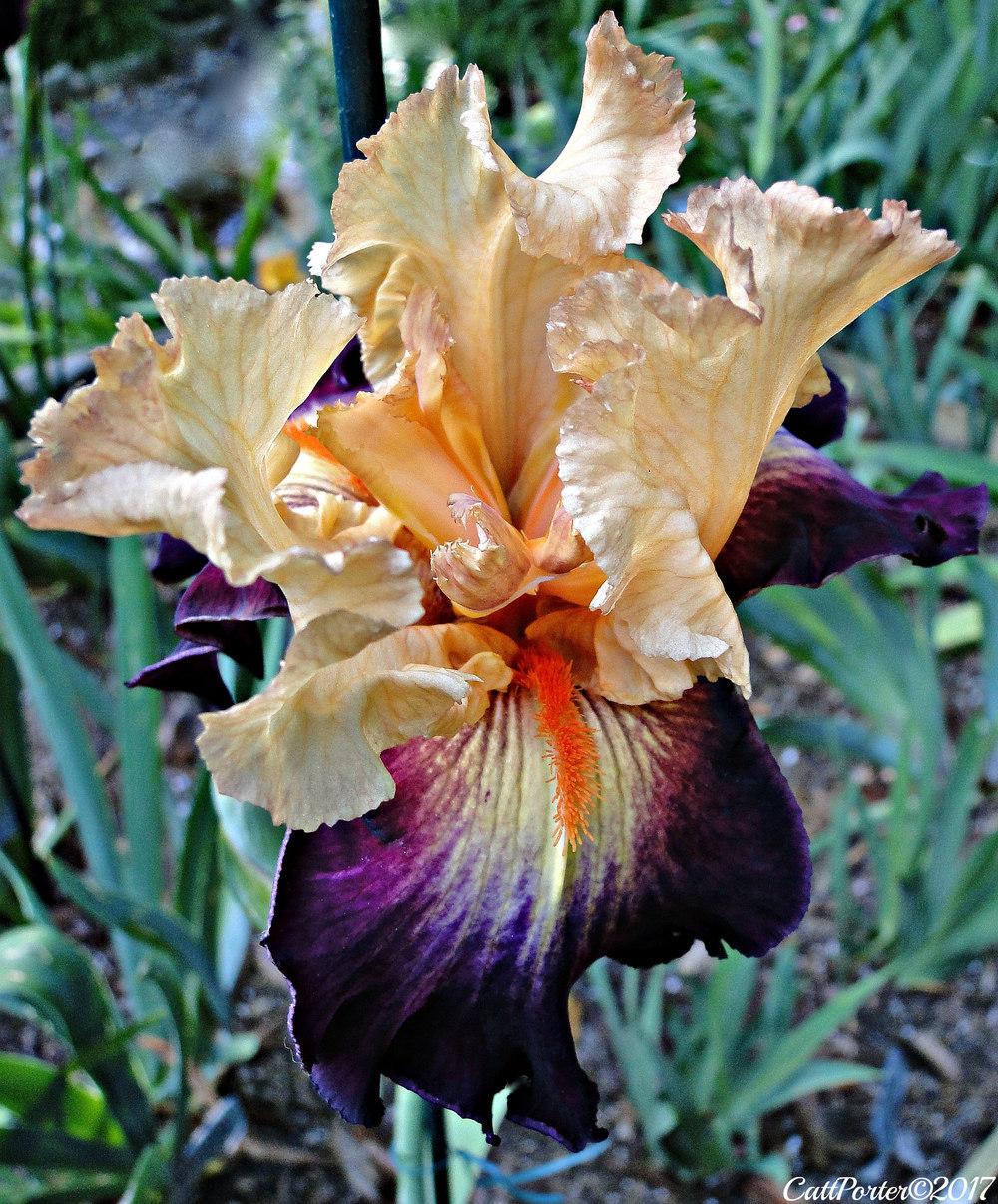 Photo of Tall Bearded Iris (Iris 'Original Art') uploaded by golden_goddess