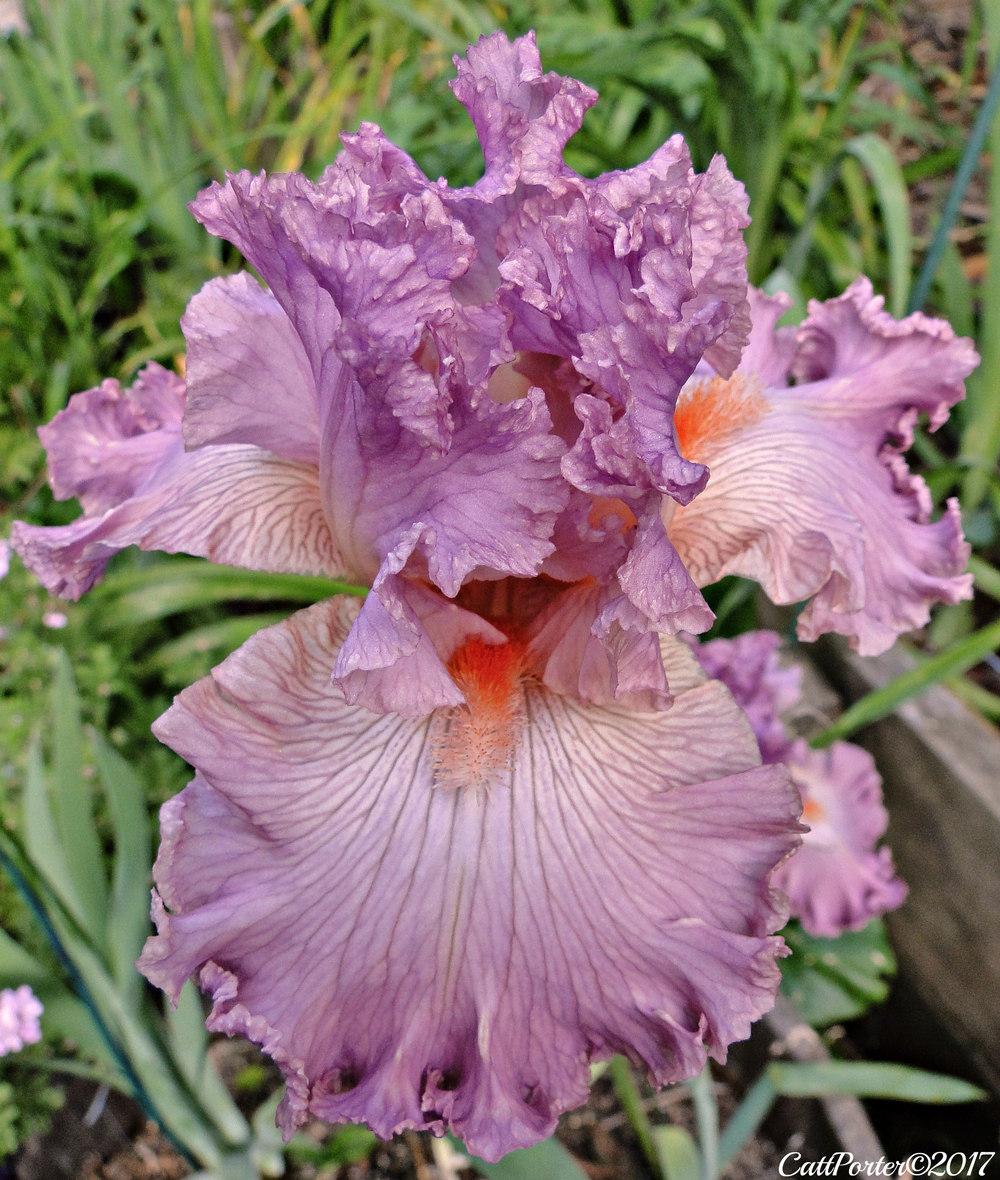 Photo of Tall Bearded Iris (Iris 'Social Graces') uploaded by golden_goddess