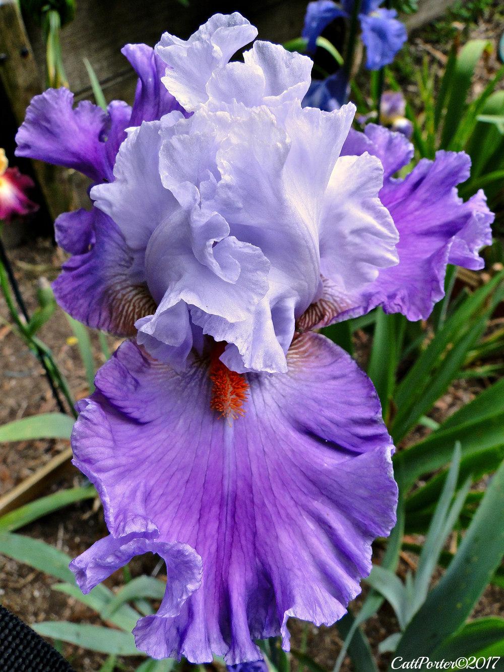 Photo of Tall Bearded Iris (Iris 'Polka') uploaded by golden_goddess