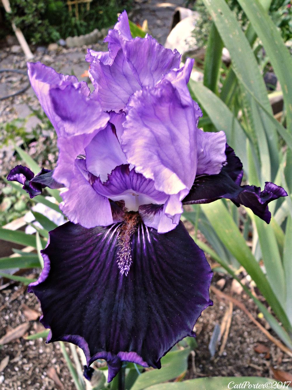Photo of Tall Bearded Iris (Iris 'Strut') uploaded by golden_goddess