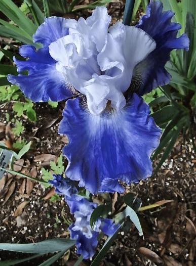 Photo of Tall Bearded Iris (Iris 'Whispering Falls') uploaded by golden_goddess