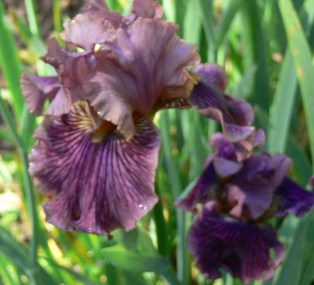 Photo of Tall Bearded Iris (Iris 'Dragon King') uploaded by janwax