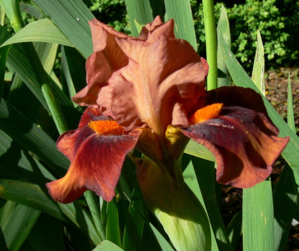 Photo of Tall Bearded Iris (Iris 'Terracotta Bay') uploaded by janwax