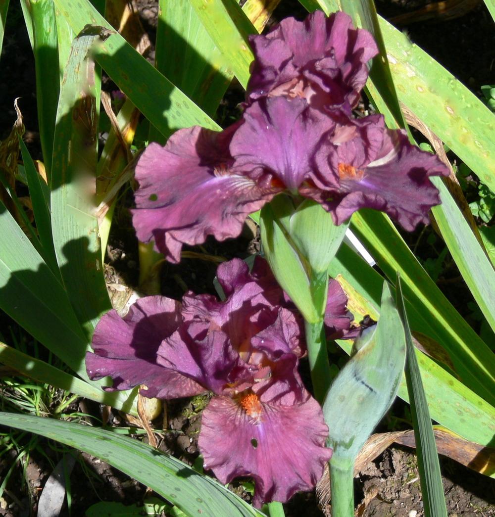 Photo of Intermediate Bearded Iris (Iris 'Revved Up Rose') uploaded by janwax