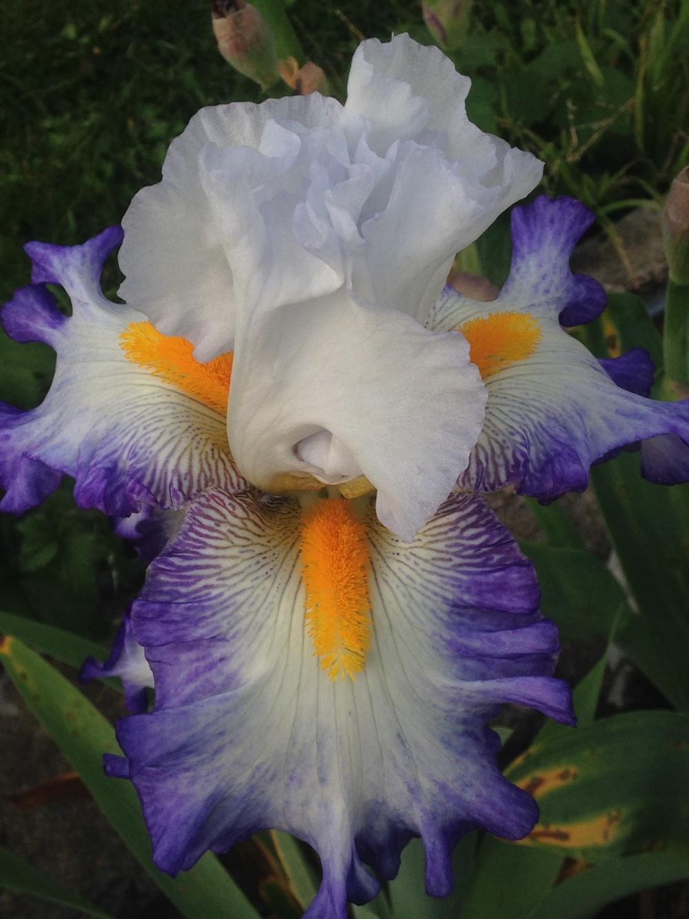 Photo of Tall Bearded Iris (Iris 'Brilliant Idea') uploaded by lilpod13