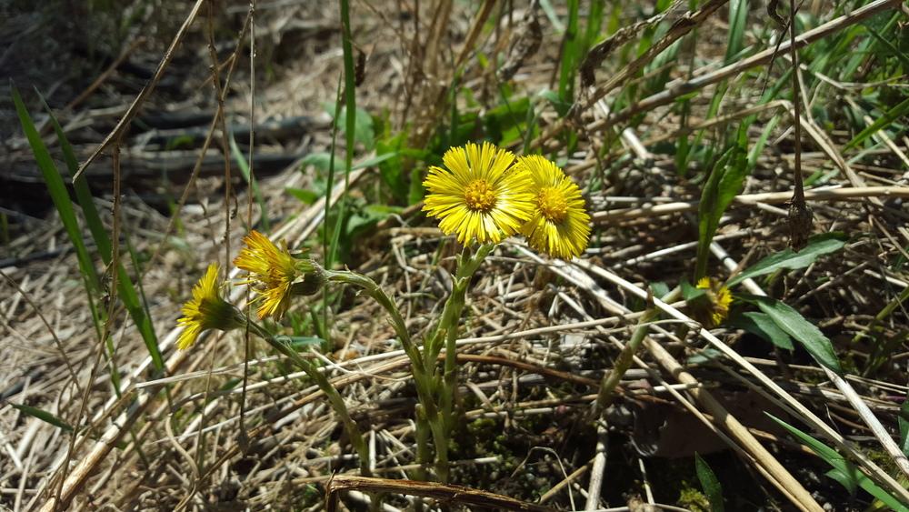 Photo of Coltsfoot (Tussilago farfara) uploaded by Anne