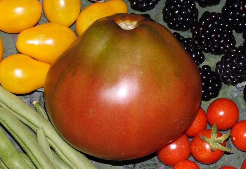 Photo of Tomato (Solanum lycopersicum 'Japanese Trifele Black') uploaded by DianeSeeds