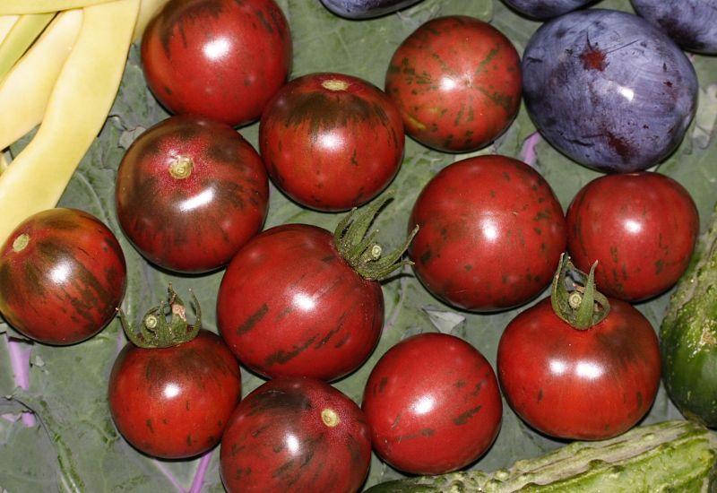 Photo of Tomato (Solanum lycopersicum 'Black Vernissage') uploaded by DianeSeeds