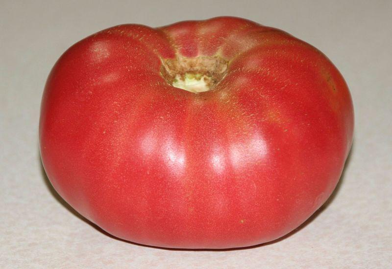 Photo of Tomato (Solanum lycopersicum 'Traveler') uploaded by DianeSeeds