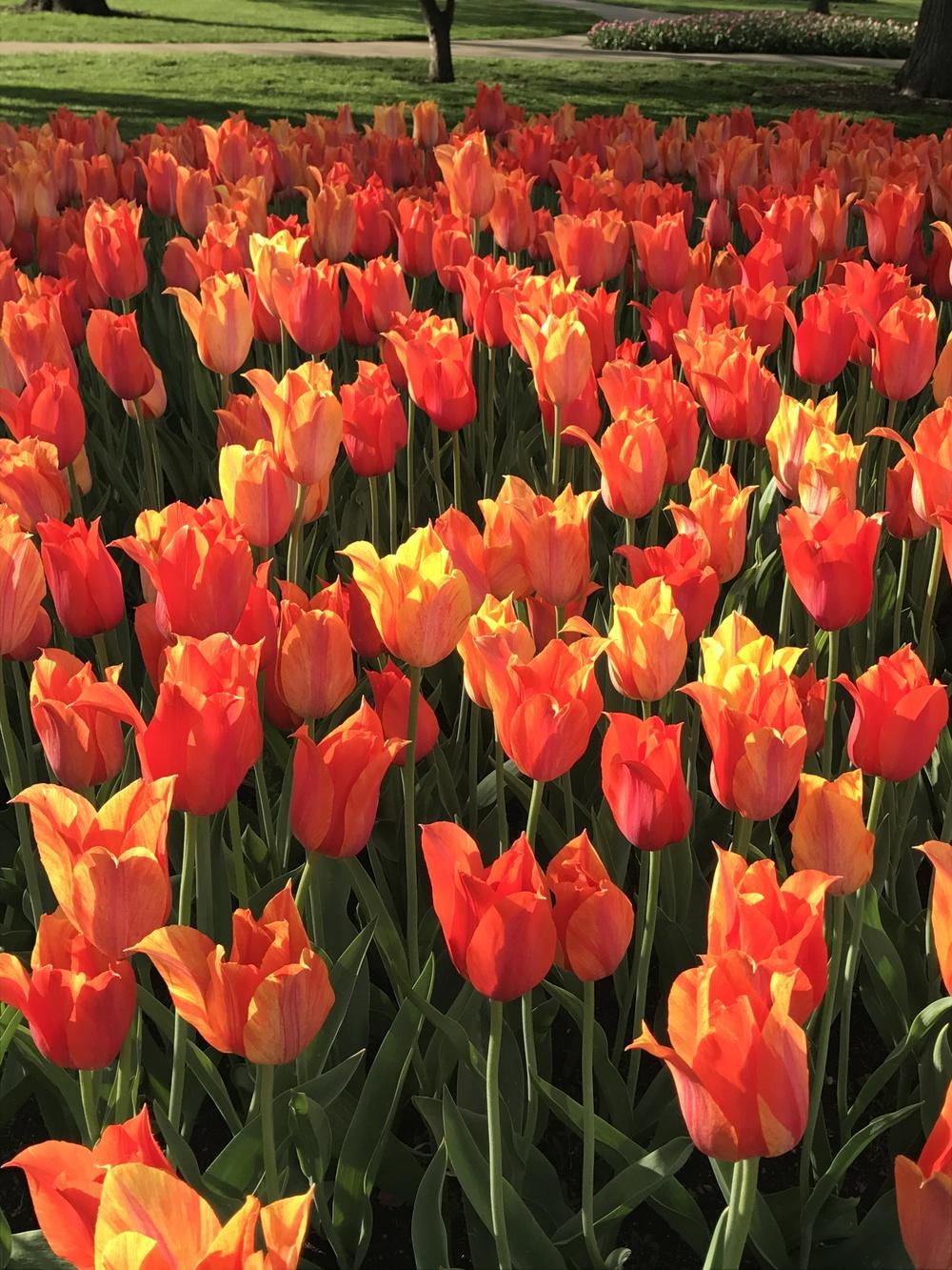 Photo of Tulips (Tulipa) uploaded by Legalily