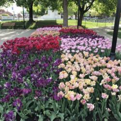 Location: Iowa
Date: 2017-04-28
Pella Tulip Time
