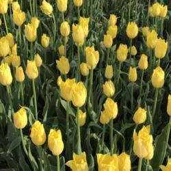 Location: Iowa
Date: 2017-04-28
Pella Tulip Time