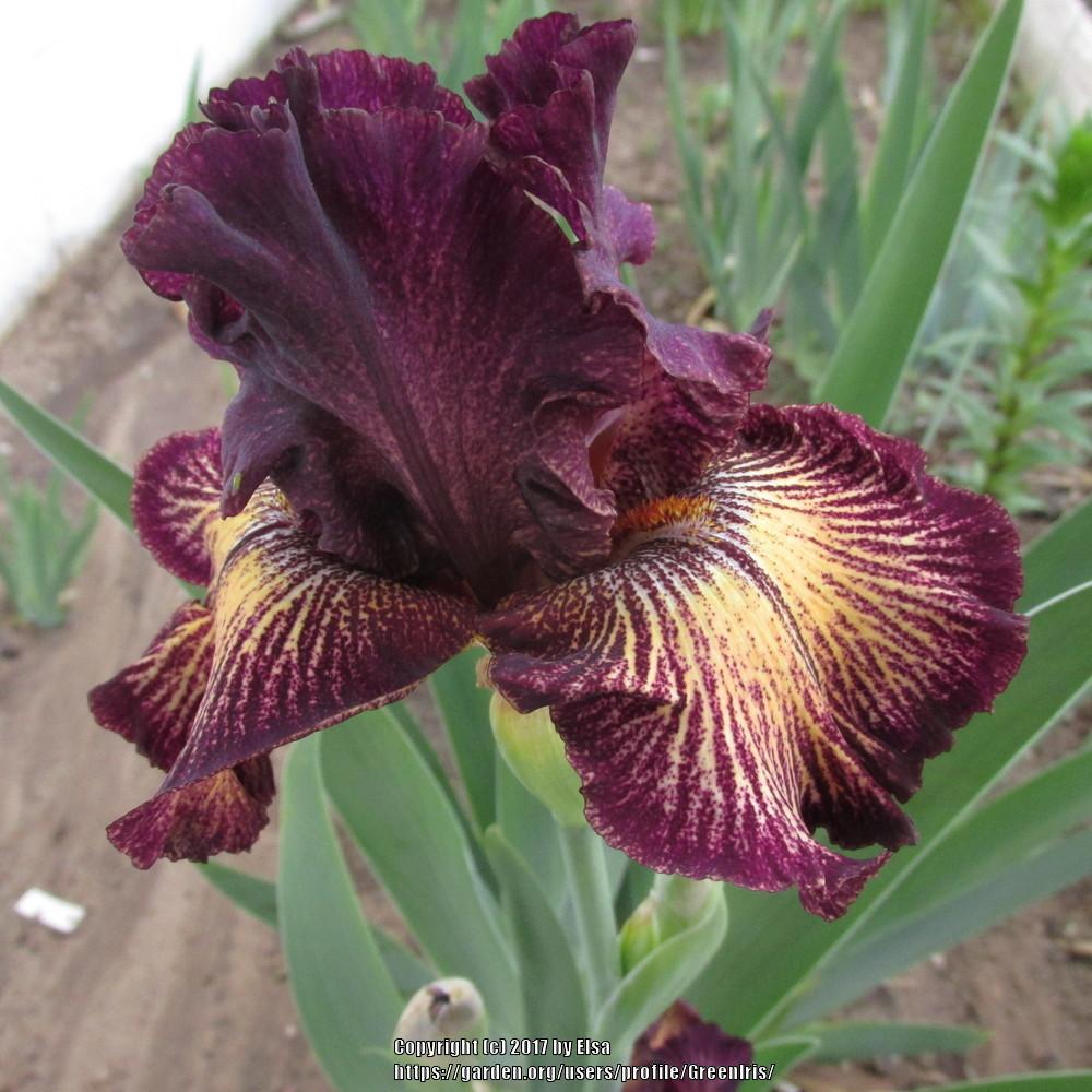 Photo of Tall Bearded Iris (Iris 'Drama Queen') uploaded by GreenIris
