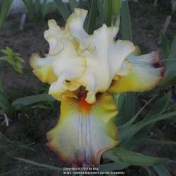 Location: Las Cruces, NM
Date: 2017-04-15
Tall Bearded iris Expect Wonders
