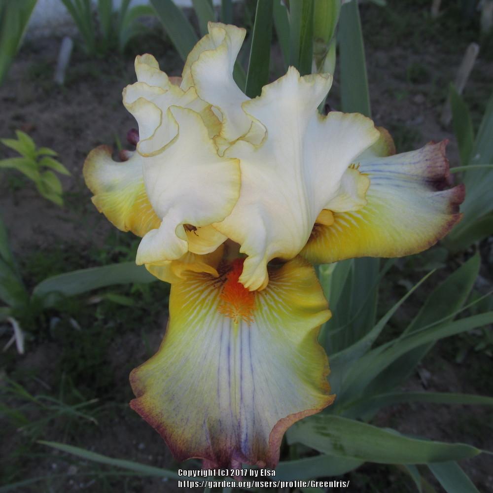 Photo of Tall Bearded Iris (Iris 'Expect Wonders') uploaded by GreenIris