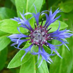 Location: Riverview Robson, B.C. 
Date: 2009-06-12
 7:17 am. Staring in to the heart of this beautiful blue flower.