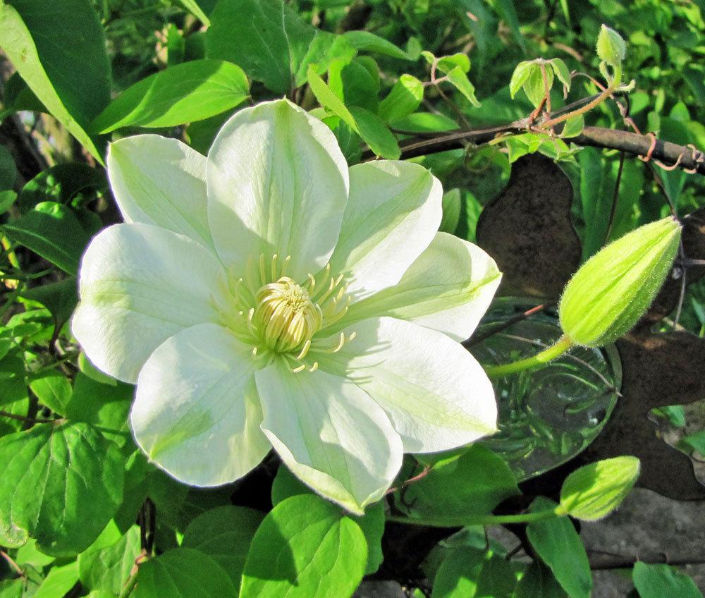 Photo of Clematis 'Guernsey Cream' uploaded by TBGDN