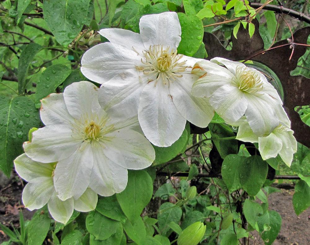 Photo of Clematis 'Guernsey Cream' uploaded by TBGDN