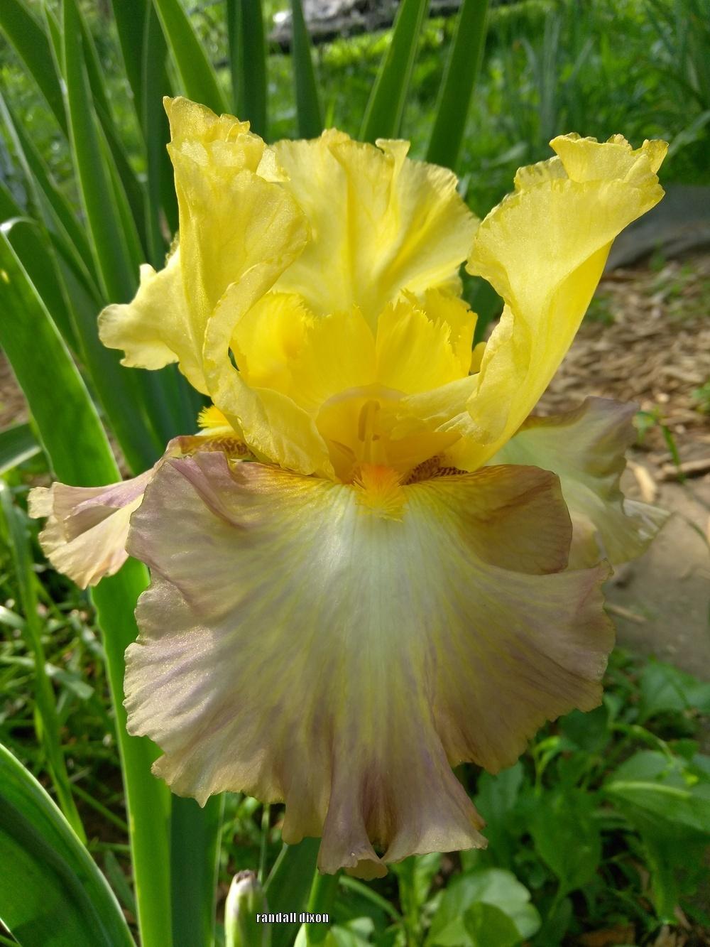 Photo of Tall Bearded Iris (Iris 'Fiery Echo') uploaded by arilbred