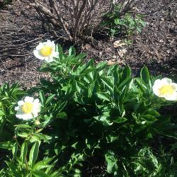 Location: My garden, Pequea, Pennsylvania 17565
Date: 2017-04-28