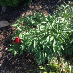 Location: My garden, Pequea, Pennsylvania 17565
Date: 2017-04-28
Planted fall, 2016.