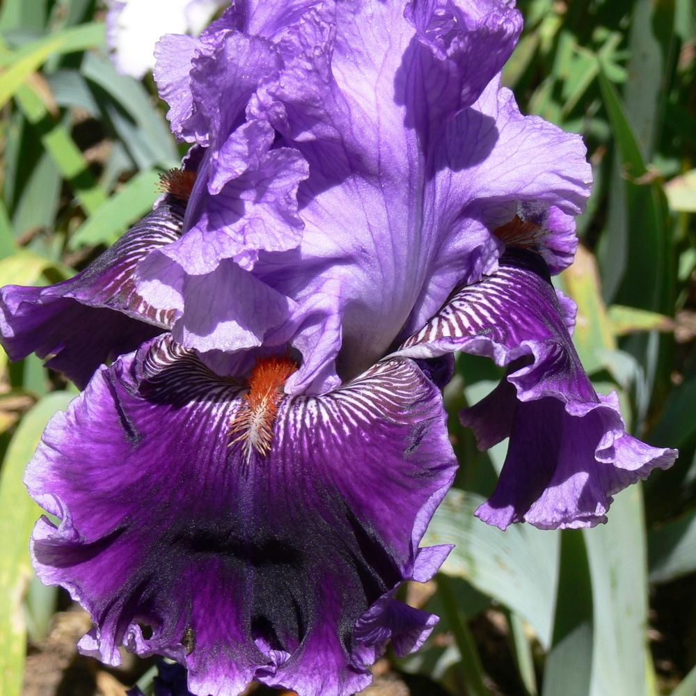 Photo of Tall Bearded Iris (Iris 'Louisa's Song') uploaded by janwax