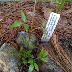 Location: Athol, MA
Date: 2017-04-28
Very young Clematis Josephine