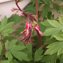Location: Athol, MA
Date: 2017-04-27
New flowers forming