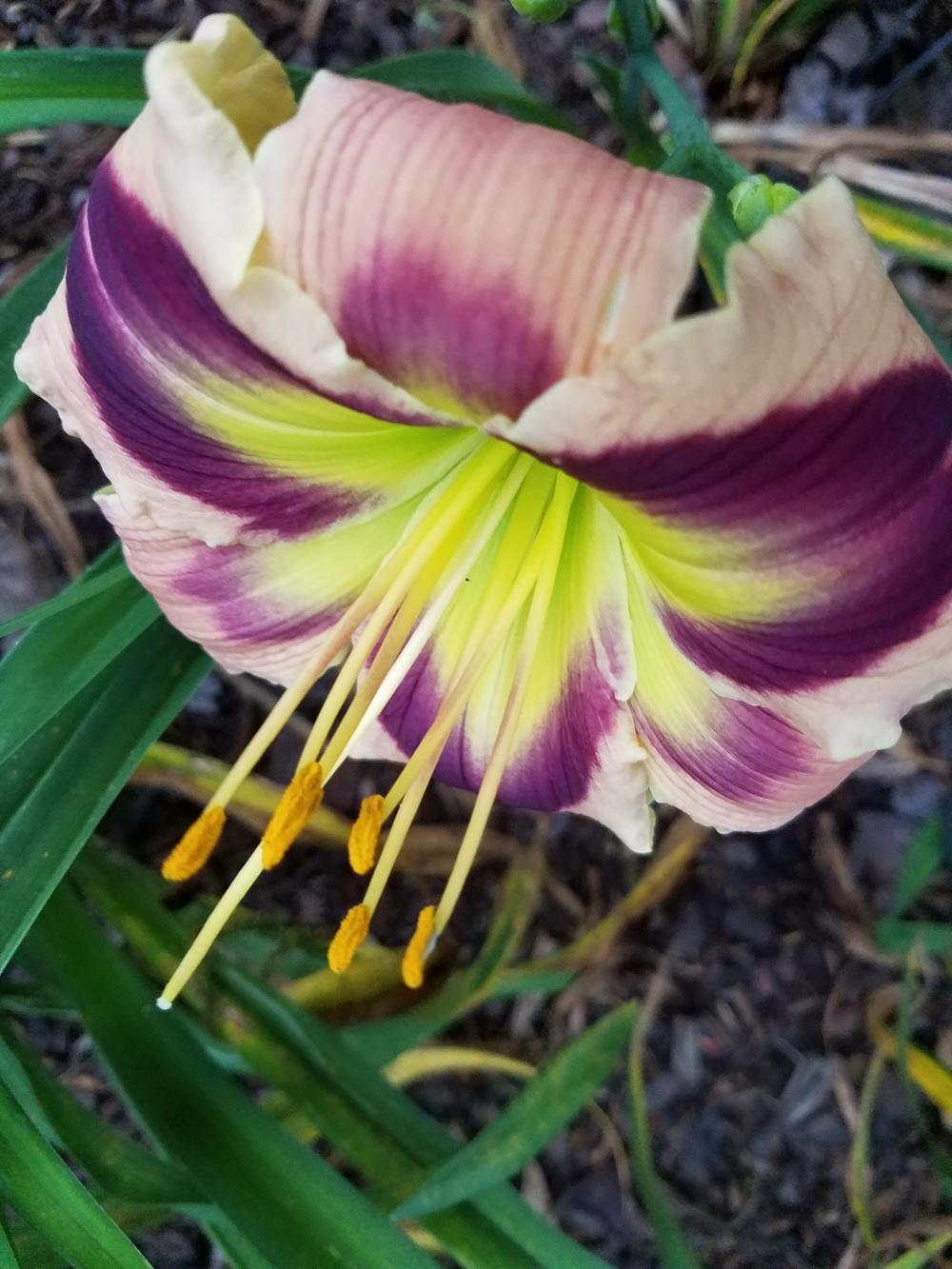 Photo of Daylily (Hemerocallis 'Jane's Prism') uploaded by value4dollars