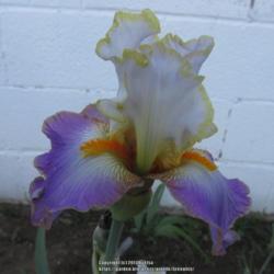 Location: Las Cruces, NM
Date: 2017-04-16
Tall Bearded Iris Definately Different