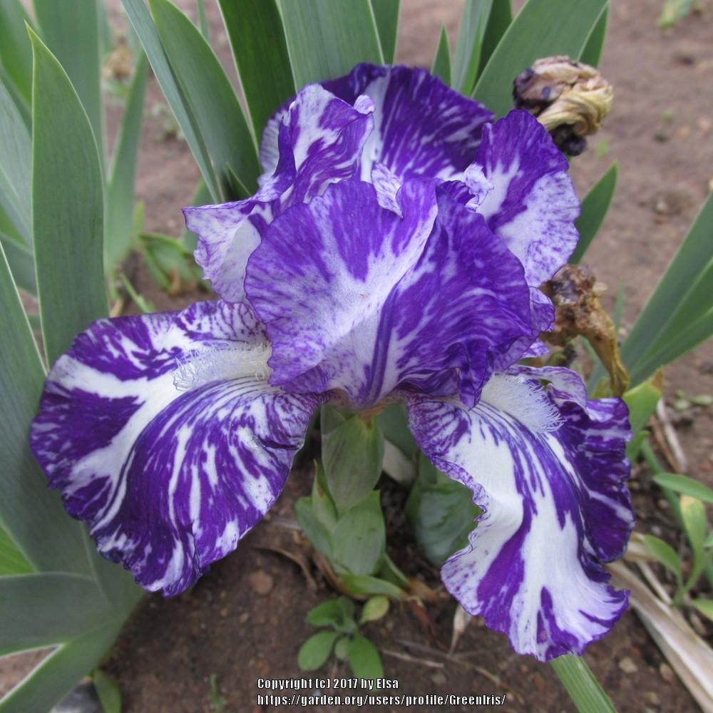 Photo of Species X Iris (Iris 'Alpha Gnu') uploaded by GreenIris