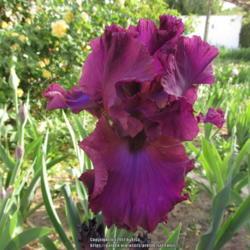 Location: Las Cruces, NM
Date: 2017-04-20
Tall Bearded Iris Candy Apple Classic