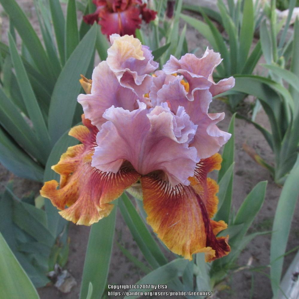 Photo of Tall Bearded Iris (Iris 'Dewuc Whatic') uploaded by GreenIris