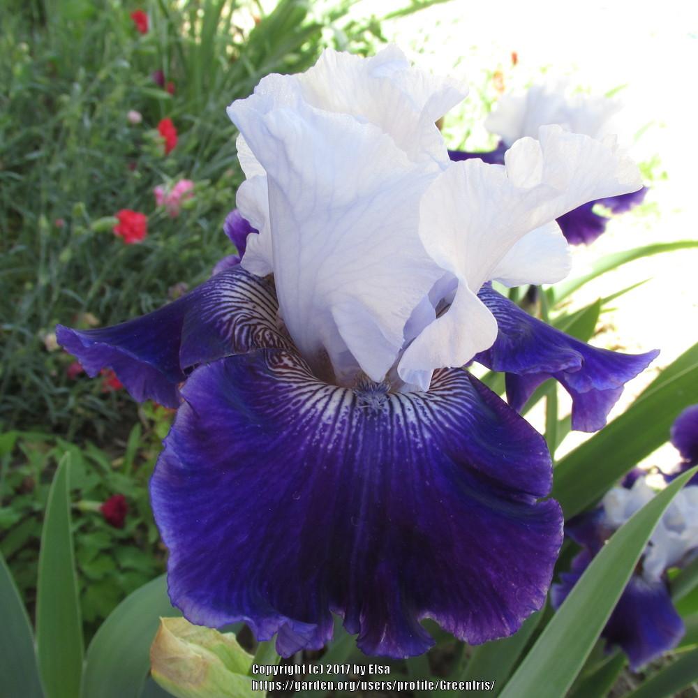 Photo of Tall Bearded Iris (Iris 'Best Bet') uploaded by GreenIris
