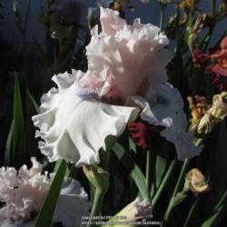 Location: Las Cruces, NM
Date: 2017-04-26
Tall Bearded Iris Beauty Within