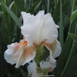 Location: Las Cruces, NM
Date: 1980-01-01
Tall Bearded Iris Coral Chalice