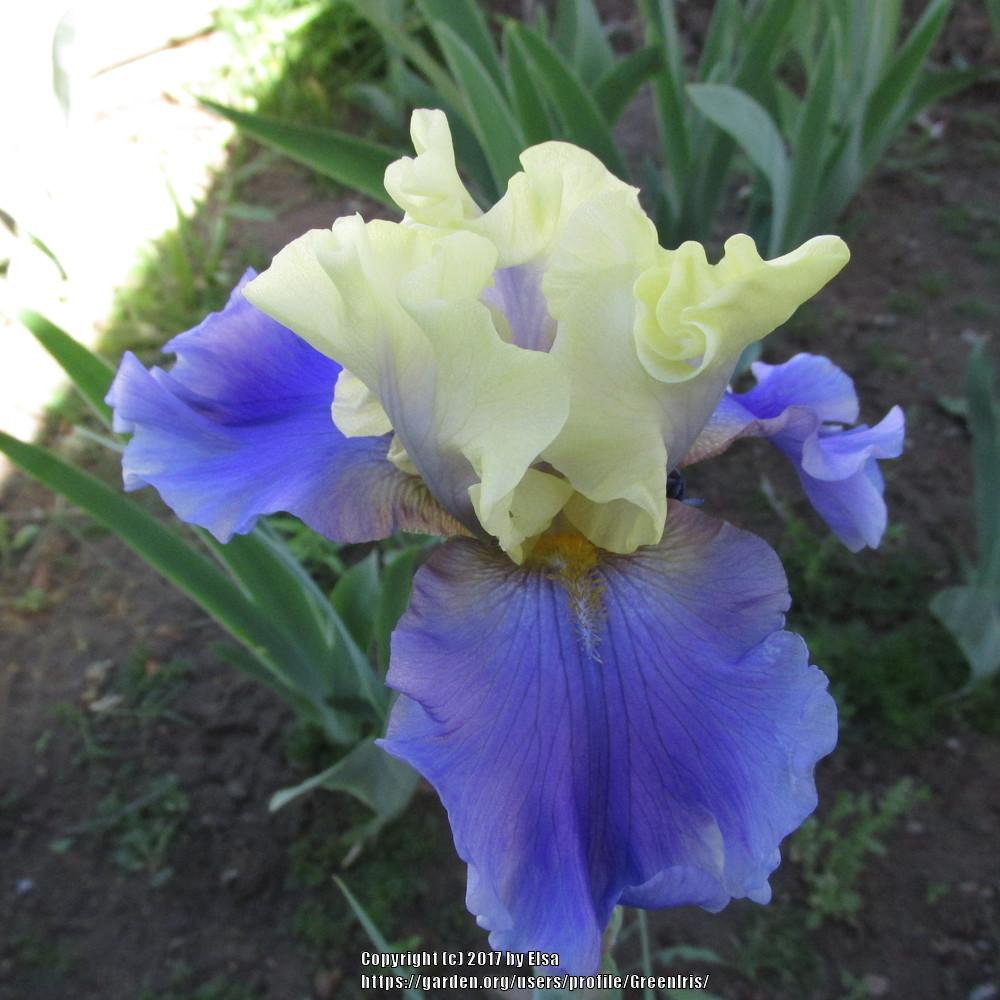 Photo of Tall Bearded Iris (Iris 'Edith Wolford') uploaded by GreenIris