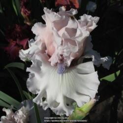 Location: Las Cruces, NM
Date: 2017-04-25
Tall Bearded Iris Beauty Within