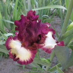 Location: Las Cruces, NM
Date: 2017-04-20
Tall Bearded Iris Class Ring