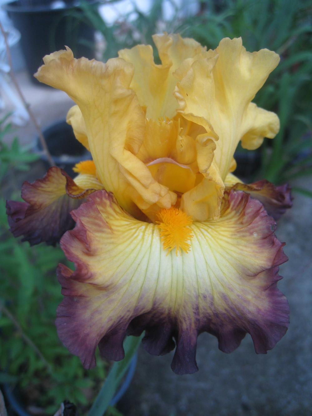 Photo of Tall Bearded Iris (Iris 'Summer Shadow') uploaded by Hemophobic
