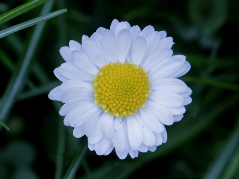 Photo of English Daisy (Bellis perennis) uploaded by RuuddeBlock